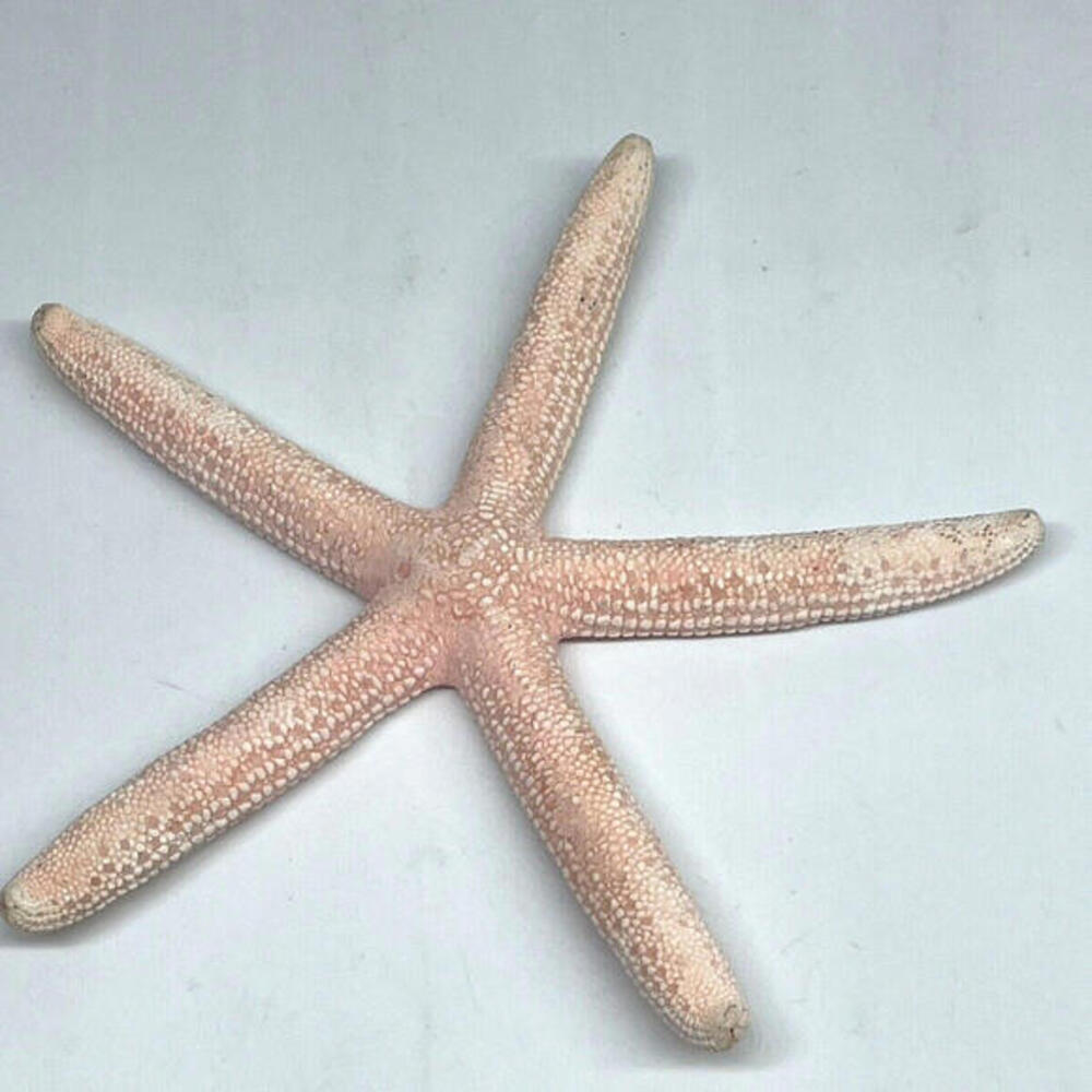 Natural Dried Starfish‎ Multicolor Nautical Decor LOT of 6 Pieces - Picture 5 of 8